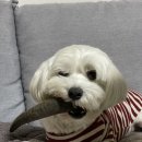 삼멍이네 간식공장 네이버블로그