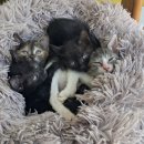 토론토 동물병원 이미지