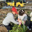 🥬배추 수확 체험을 했어요!🥬 이미지