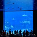 E.S Digital Lab | 싱가포르 | 센토사 아이와 가기좋은 동남아 최대 SEA 아쿠아룸 : 오셔너리움 OCEANARIUM (티켓가격 관전...