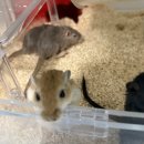 햄스터 분양 햄스터월드 이미지