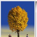 국화호수 이미지