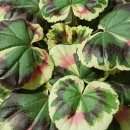 이쁜포리 이미지