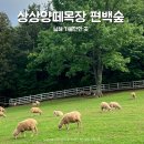 순용목장 | 남해 가볼만한 곳 상상양떼목장 편백숲 예약 솔직후기