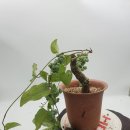 이쁜 댕댕이 이미지