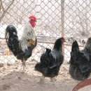 현인농장 이미지