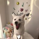 꼬미네 펫샬롱 애견미용 이미지