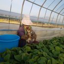 품속농장 이미지