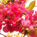 영보안경 이미지