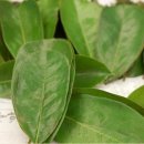 신만농장 이미지