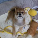 메르시도꾸 네이버블로그