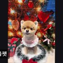 바움펫 | (수원, 강아지, 고양이, 애견미용, 추천!) 바움펫 수원 바움펫, 맞춤 서비스로 인기