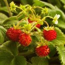 뱀딸기-야생딸기-Wild Strawberry (Fragaria vesca) 이미지