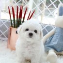 스마트독 이미지