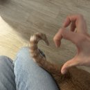 낑깡이랑 이미지