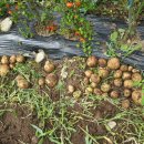 이일농장 이미지