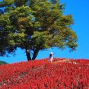 큰맘할매순대국 영월남면점 이미지