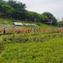 장미꽃길 1 이미지