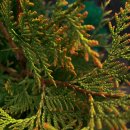 캠퍼스타운한의원 이미지