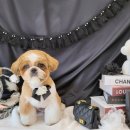 댕글멍글 이미지