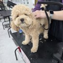 세종애견미용 이미지