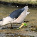 해오라기 이미지