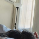 블루베리펜션 | 거제 학동 애견동반 펜션 블루베리애견펜션 302호 후기