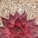 목섬농장 이미지