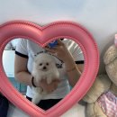 부산강아지분양 하이퍼피 이미지