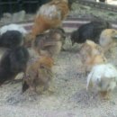 정종농장 이미지