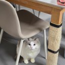 용인대체육관 | 용인대엘리트복싱체육관 도마점 복싱 새내기 후기