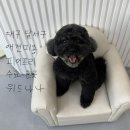 위드퍼피 애견미용실 | 대구 달서구 애견미용 위드나나 피어프리 수료 미용실, 푸들 스파 미용 후기 8살 복순이 후기