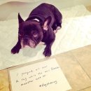 라온제나 이미지