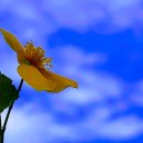 들꽃풍경 이미지