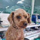 멍아일랜드 이미지