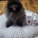 올리라피 이미지