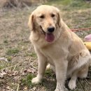 사랑할 개 | 대형견출장목욕 사랑할개 솔직 후기