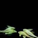 도성주유소 이미지