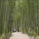 대숲여행 | 4/5(토) 섬진강 대숲길과 벚꽃길 여행 후기