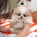 러블릿캔넬 이미지