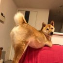 들어오시개 이미지