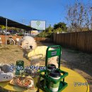 마주봄펫 | 대구 애견카페 폴인80 봄이 첫 대구 야외 애견카페 운동장 나들이 힐링데이