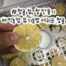 내천농장 | 바먹감귤 제주도청귤 후기 – 풋귤로 만든 청귤청 &amp; 청귤칩 상큼 폭발!