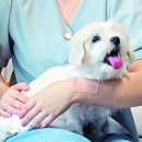 말티즈하우스 이미지