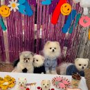 글로리 애견 유치원 이미지