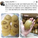 달아요오늘도 | "생각보다 훨씬 크고 달아요" 제스프리 골드키위 후기 모음 🥝
