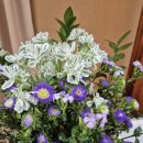 2025년 8월 10일 / 성령강림절 후 아홉째 주일, 광복절 기념주일 이미지