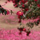 감성테마여행_3월의 좋은 시 선정_동백 낙화_芮瑯(예랑) 주희주 이미지