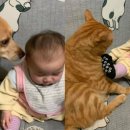 보듬어 줄개 이미지