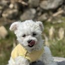 댕댕월드 이미지